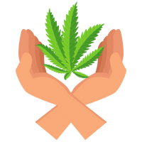 cannabisväxt i händer